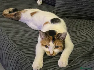 Mixed Breed cats 3 year old cat in Telford - Advert 1