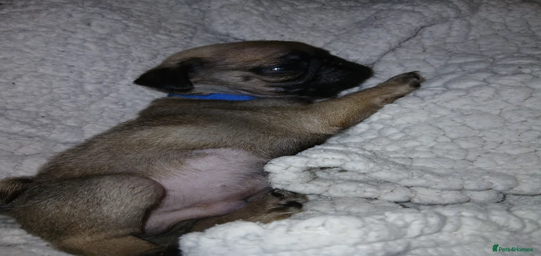 Gallery Image {{count}}