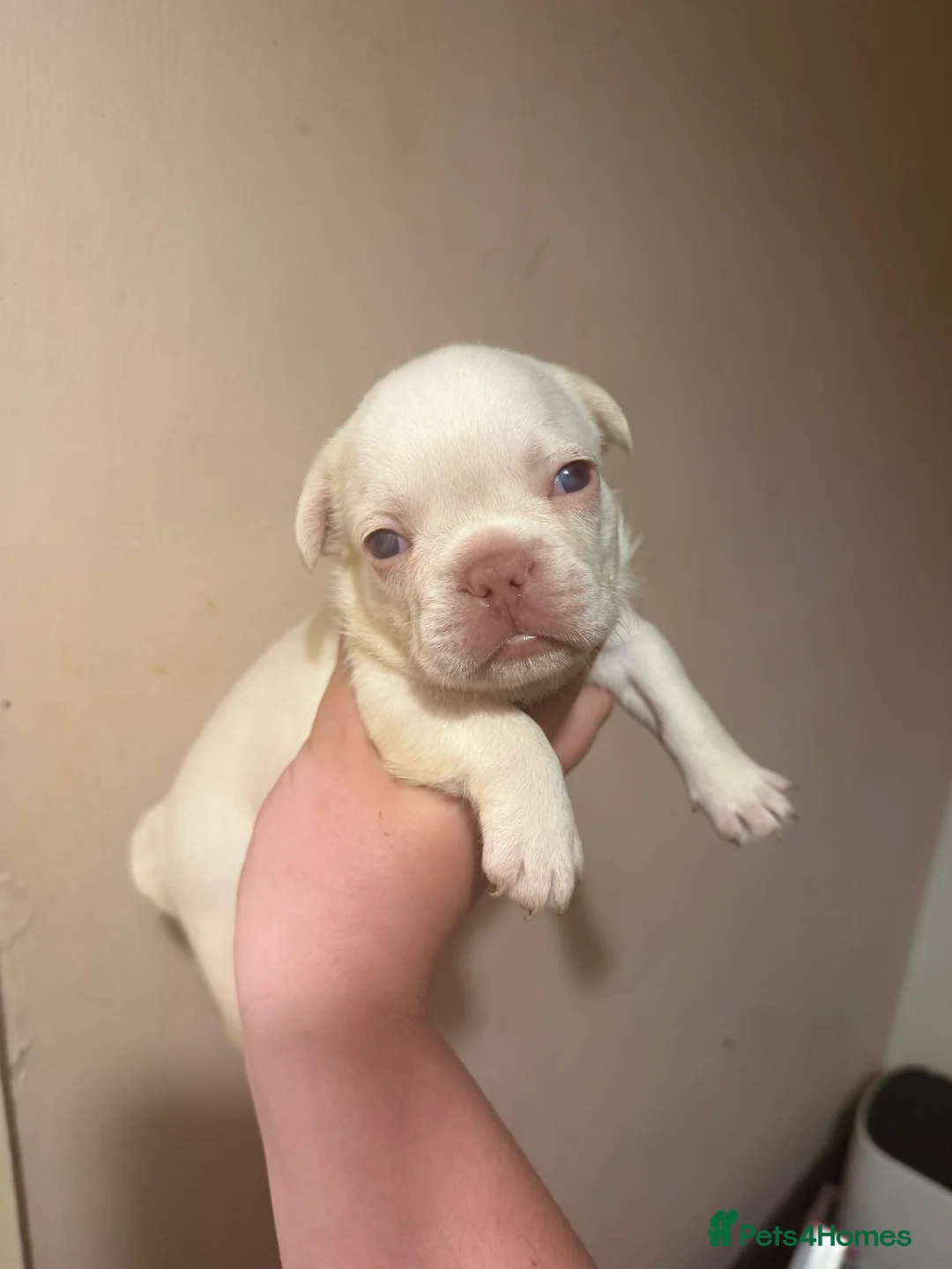 French Bulldog dogs for sale: Gorgeous French Bulldog Puppies♡ - Advert 2