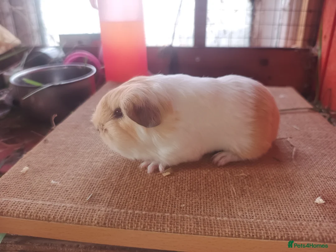 Guinea Pig rodents for sale: Sheltie sow sheltie and texel boars - Advert 4