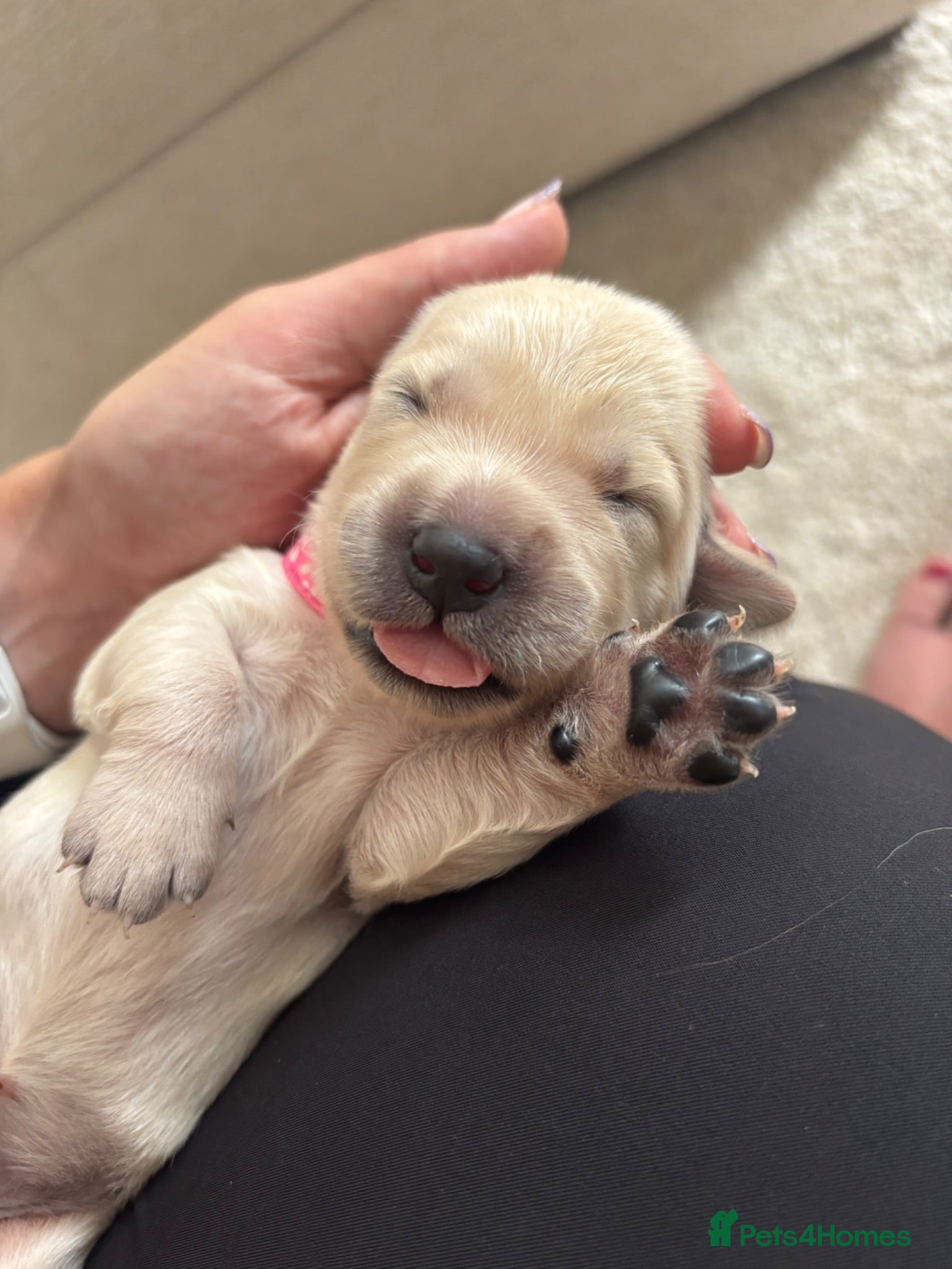 Golden Retriever dogs Golden retriever puppies waiting list open - Advert 10