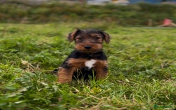 Welsh Terrier dogs for sale: WELSH TERRIER BOY PUPPY - Image 3