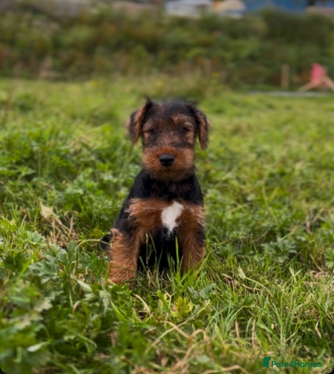 Welsh Terrier dogs for sale: WELSH TERRIER BOY PUPPY - Image 3