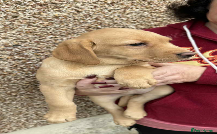 Labrador Retriever dogs - Advert 16
