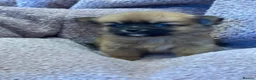 Pomchi dogs for sale: Pomchi in Hull - Advert 34