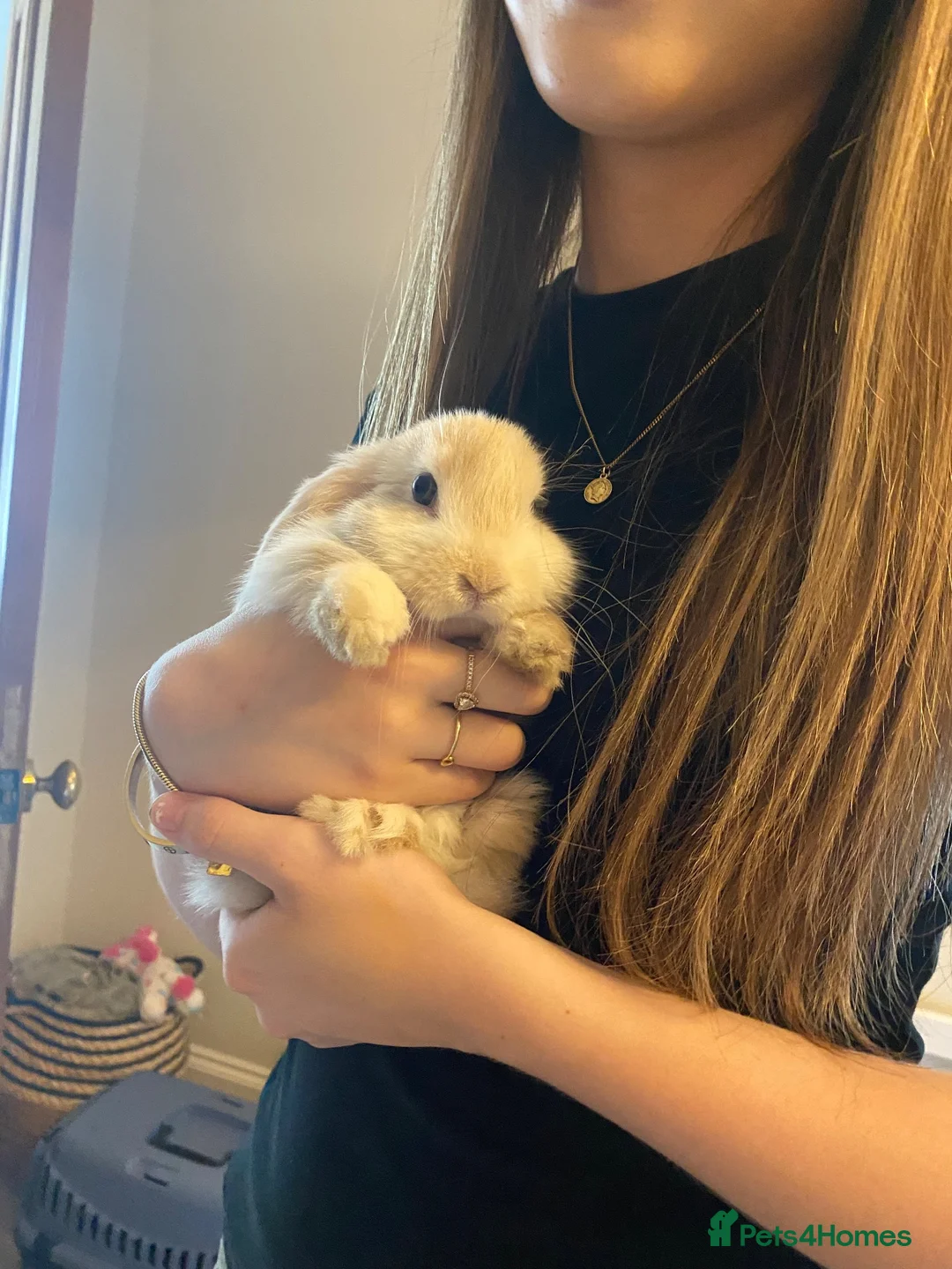 Mini Lop rabbits for sale: 2 x bonded male mini lops - Advert 2