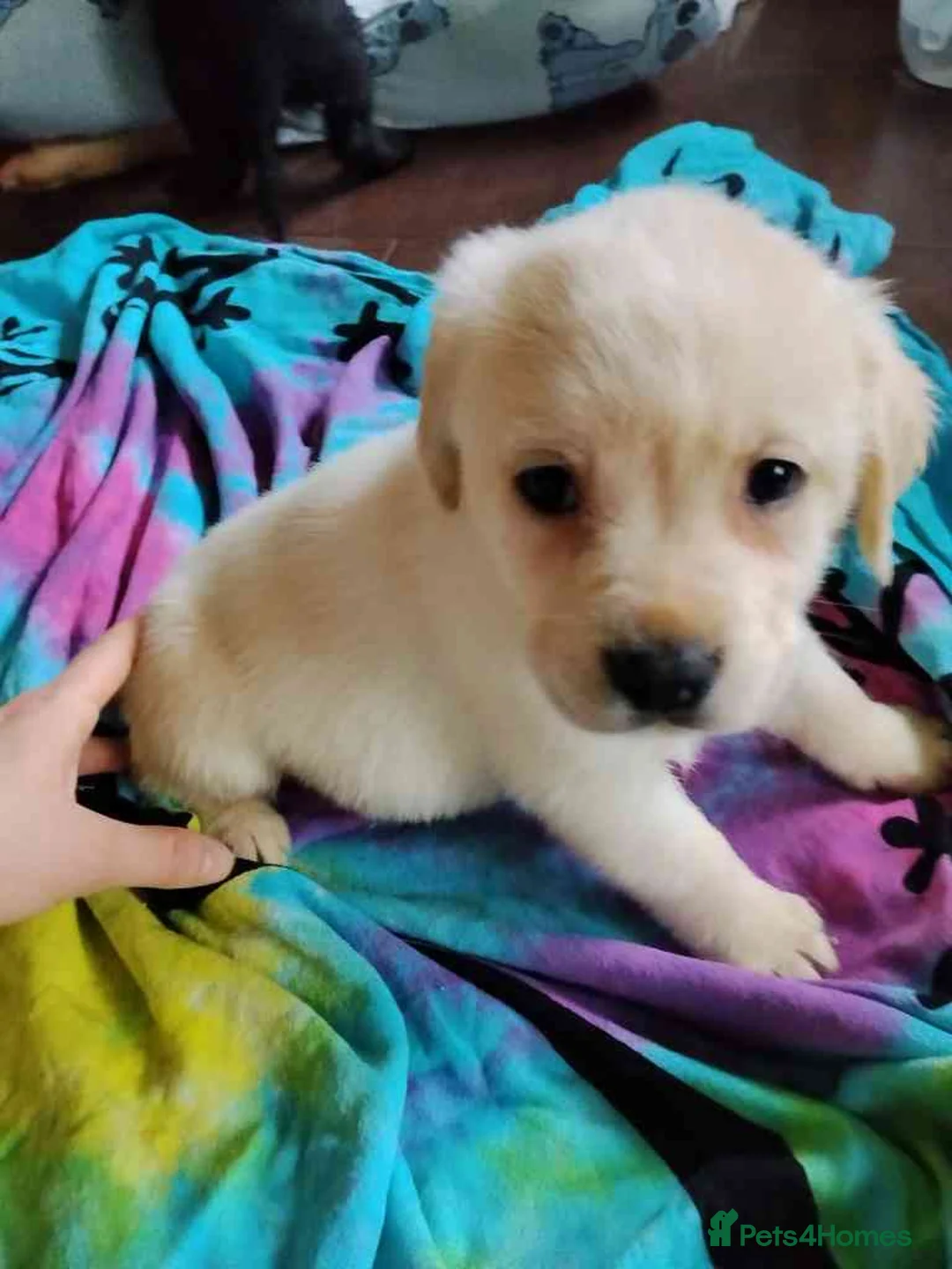 Labrador Retriever dogs for sale: 6 Yellow/Black Labrador Retrievers - Advert 10