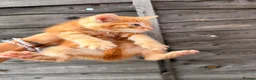 Mixed Breed cats for sale: 🐾GORGEOUS KITTENS LOOKING FOR THEIR 4EVER HOMES🐾 in Braintree - Advert 6