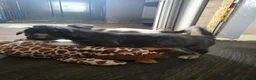 Mixed Breed dogs for sale: Jackawawas  - Advert 13