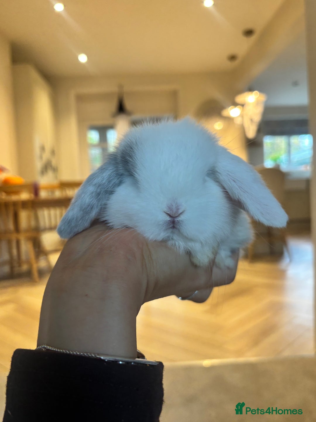 Mini Lop rabbits for sale: Mini lop babies - Image 2