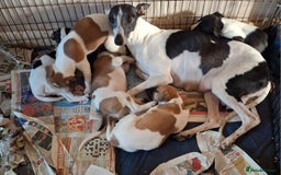Whippet dogs for sale: KC Particolour Whippet Puppies - Image 7