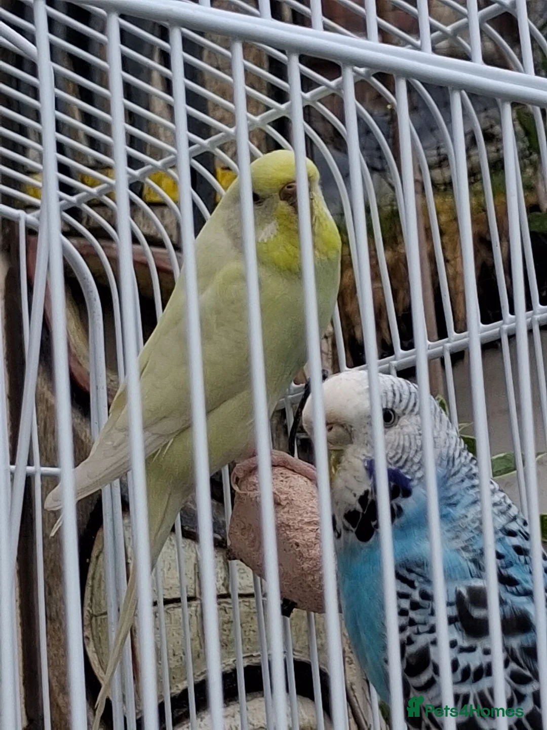Budgerigars birds for sale: 2 female budgies, 1 yellow,   in Castleford - Advert 2