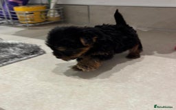 Yorkshire Terrier dogs for sale: Yorkshire terrier puppies  - Image 11