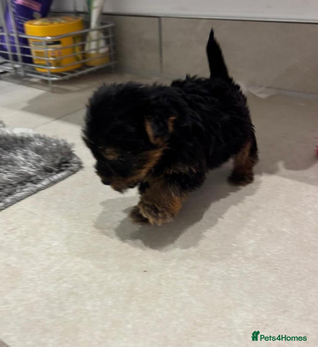 Yorkshire Terrier dogs for sale: Yorkshire terrier puppies  - Image 11