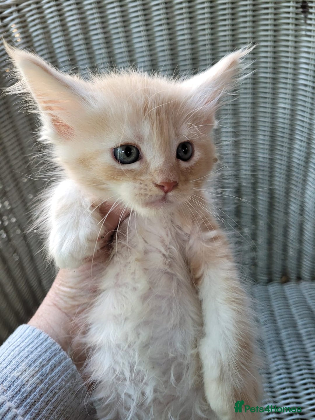 Maine Coon cats for sale: Beautiful chunky TICA reg boy for sale! - Image 2