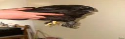 Chickens poultry for sale:     Dutch Bantam This black bird - Advert 5