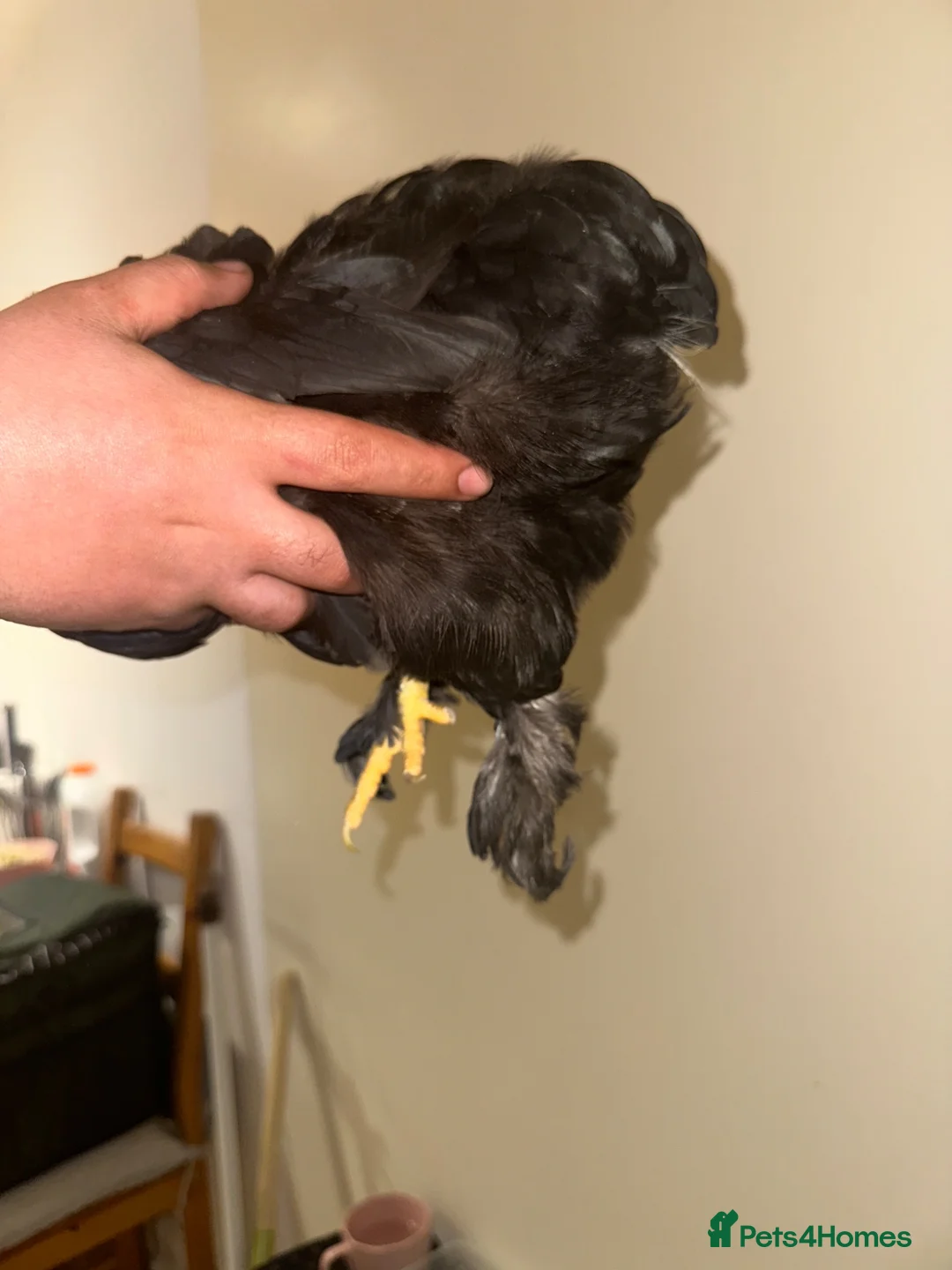 Chickens poultry for sale:     Dutch Bantam This black bird - Advert 5
