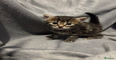 Domestic Shorthair cats - Advert 10