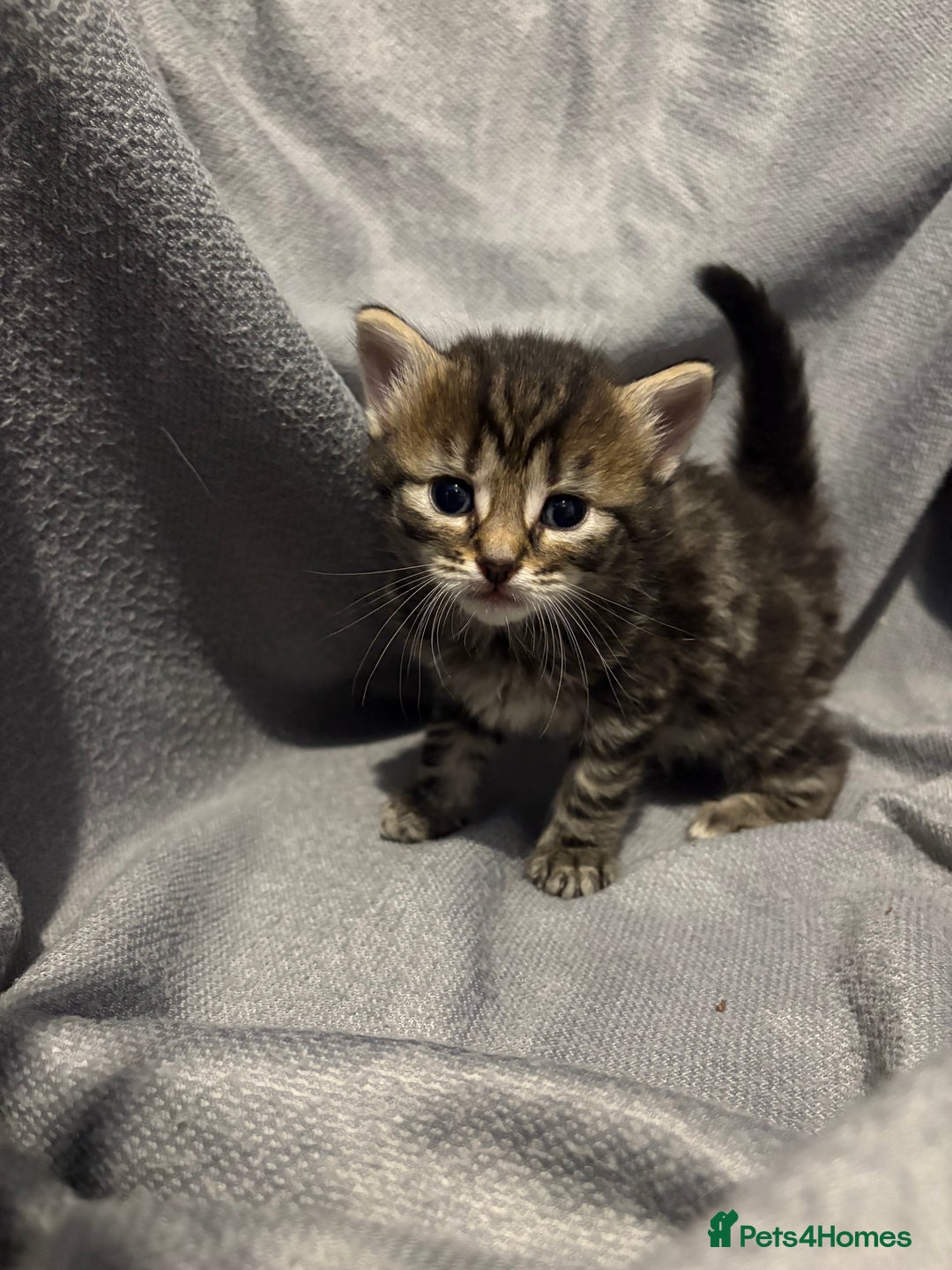 Domestic Shorthair cats for sale: 5 Beautiful Kittens 🖤 - Image 2