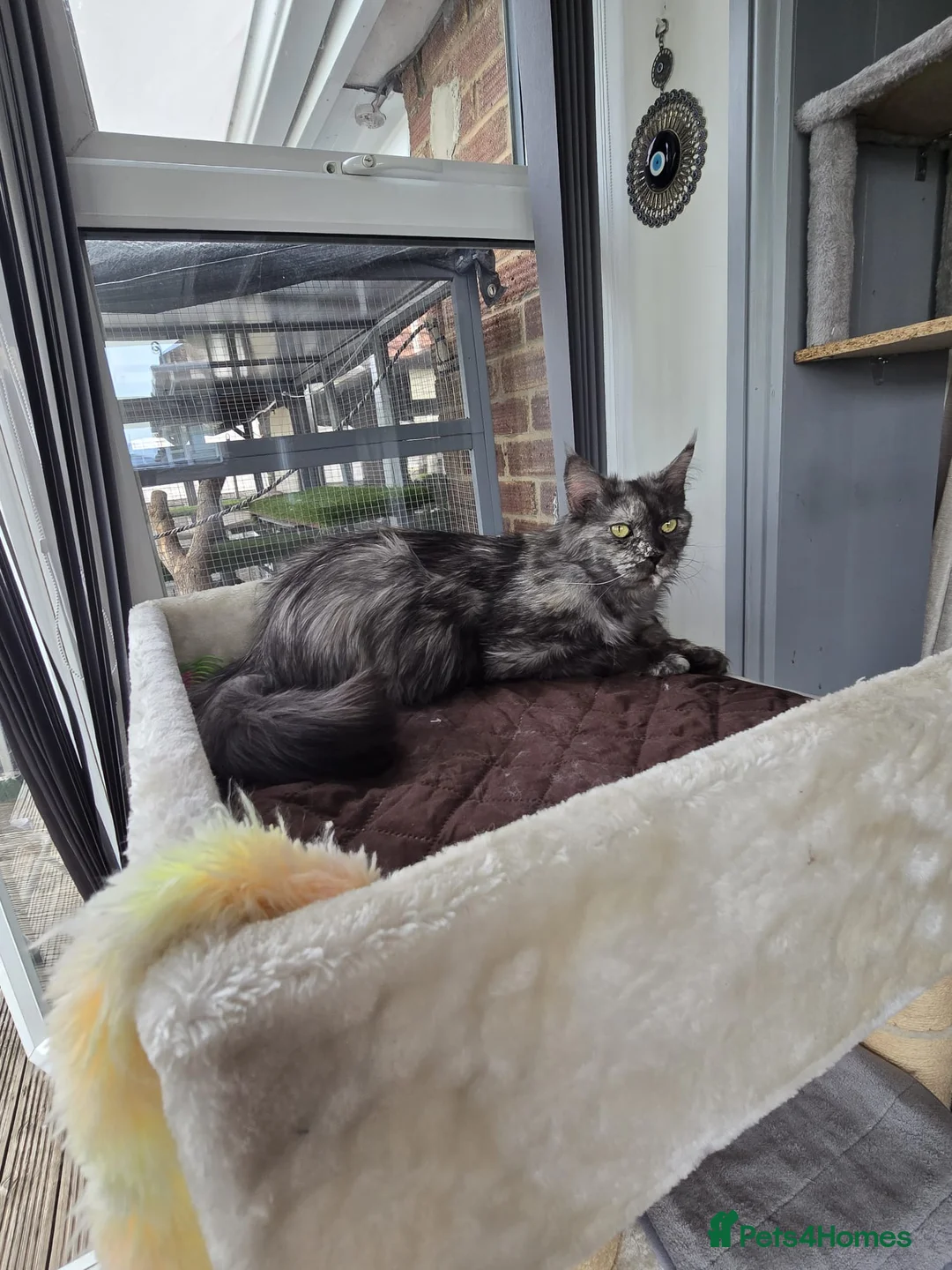 Maine Coon cats for sale: 3yr old Ex Queen full Maine Coon - Advert 2