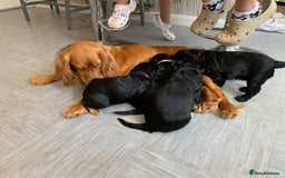 Cocker Spaniel dogs for sale: Cocker Spaniel pups for sale  - Image 15