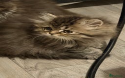 Persian cats for sale: Luxury Persian Kittens -  - Image 10