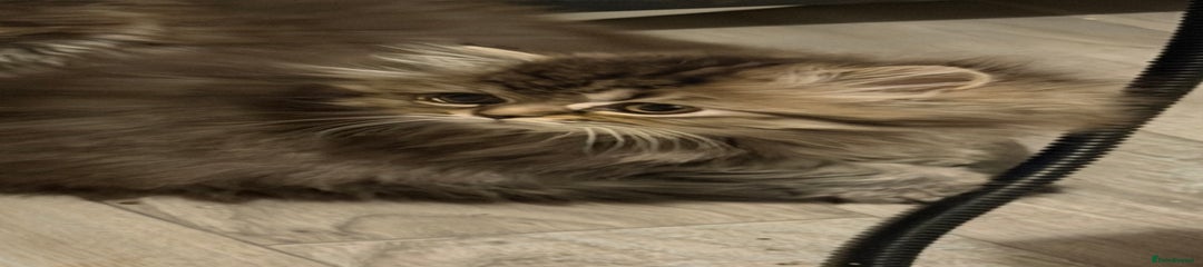 Persian Kitten amigo