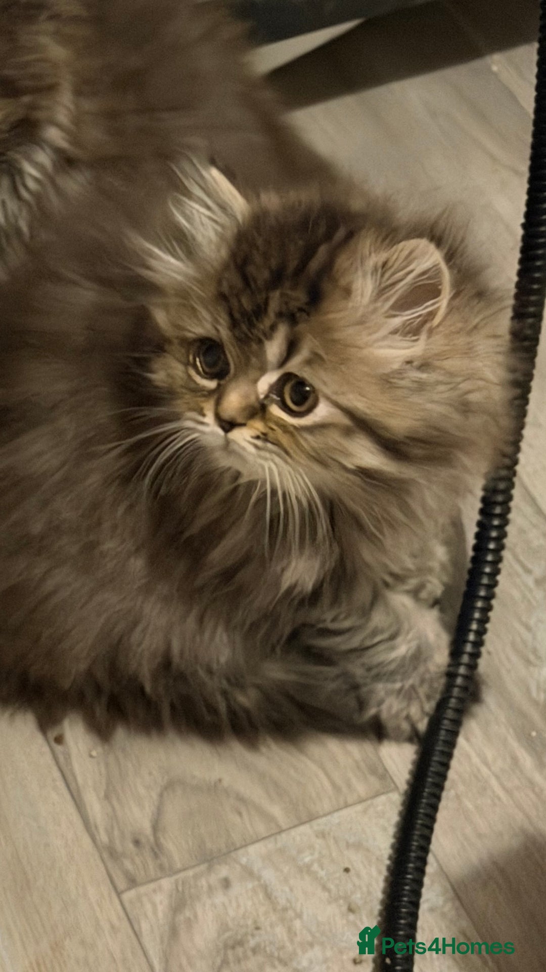 Persian cats for sale: Luxury Persian Kittens -  - Image 10