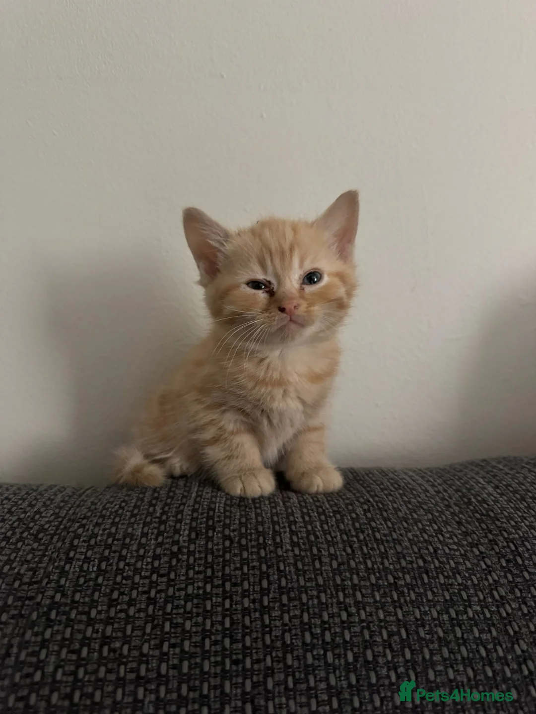 Domestic Shorthair cats for sale: 4 Boy kittens  in High Wycombe - Advert 7