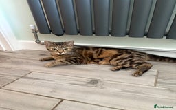 Domestic Shorthair cats for sale: I need a good loving forever home 🐾🐾 - Image 4