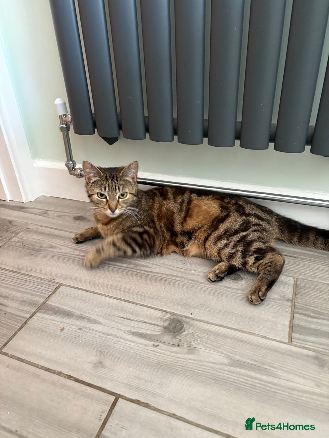 Domestic Shorthair cats for sale: I need a good loving forever home 🐾🐾 - Image 4