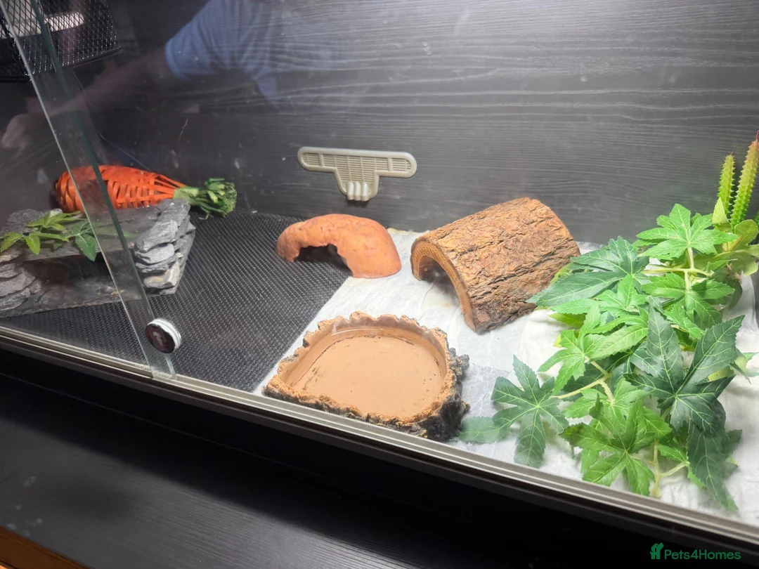 Leopard Gecko reptiles for sale: Leopard gecko  in Dumfries - Advert 4