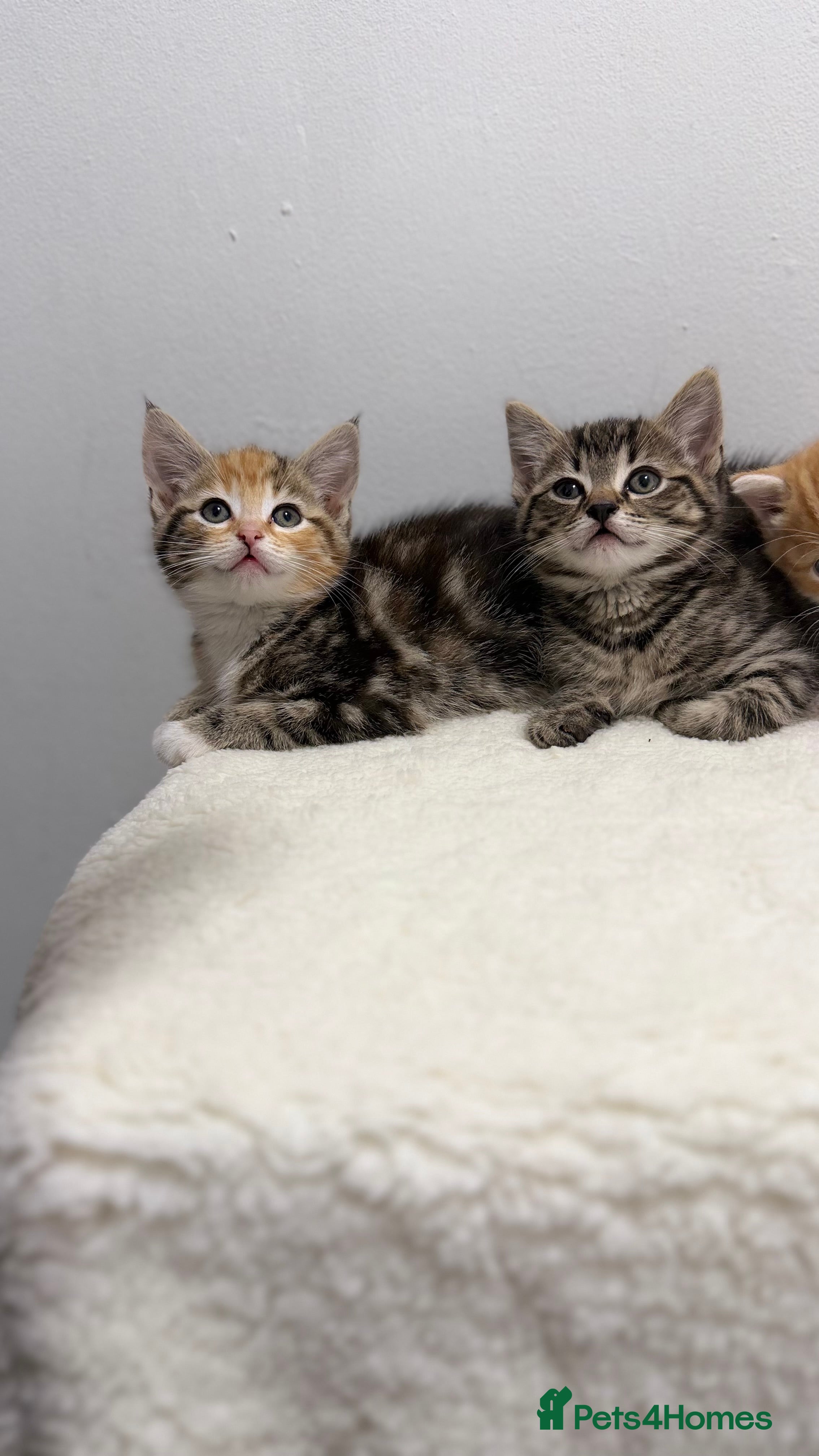 Mixed Breed cats Scottish fold x bsh  - Advert 3