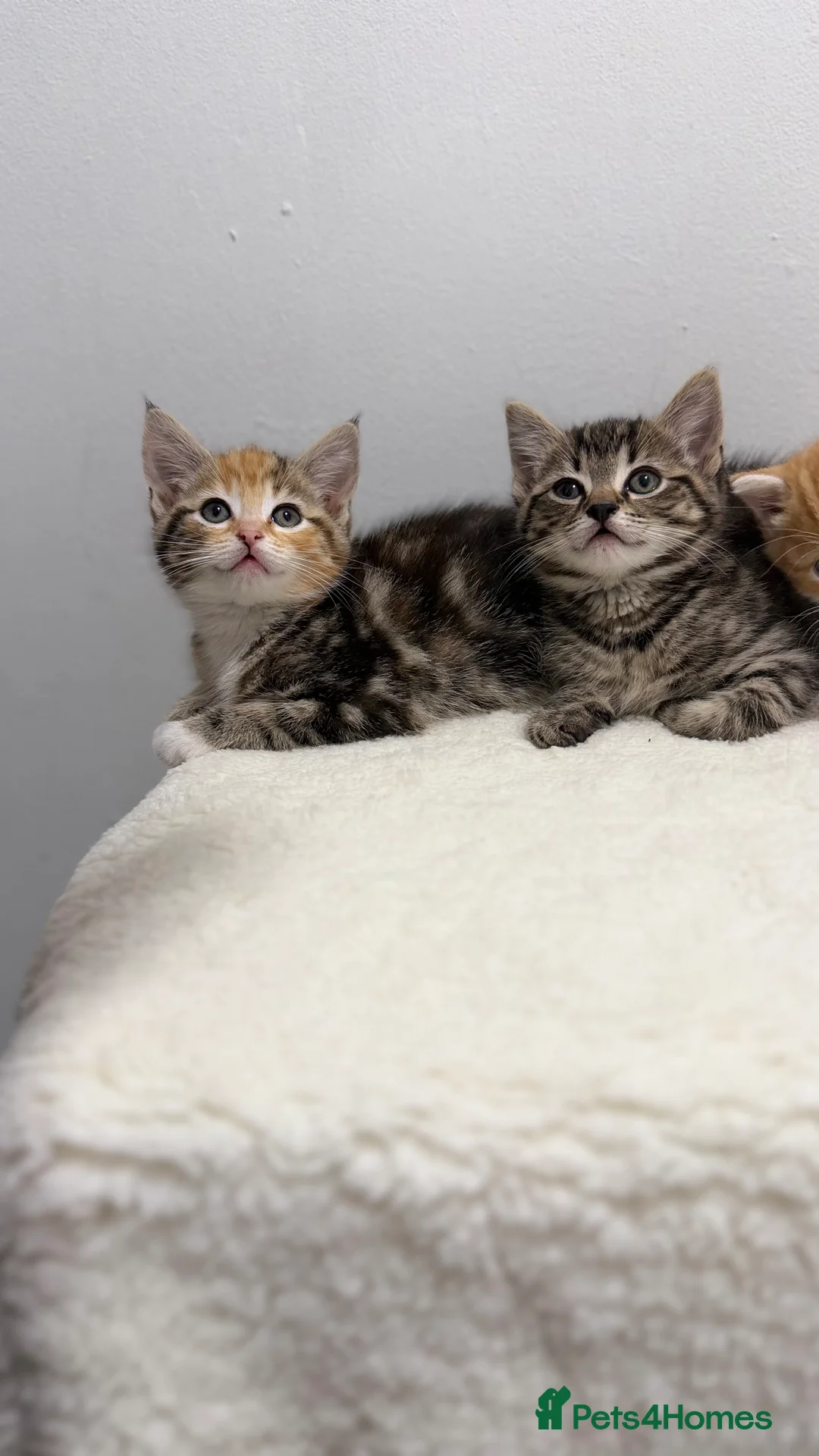 Mixed Breed cats for sale: Scottish fold x bsh  - Advert 1