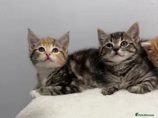Mixed Breed cats Scottish fold x bsh - Advert 3