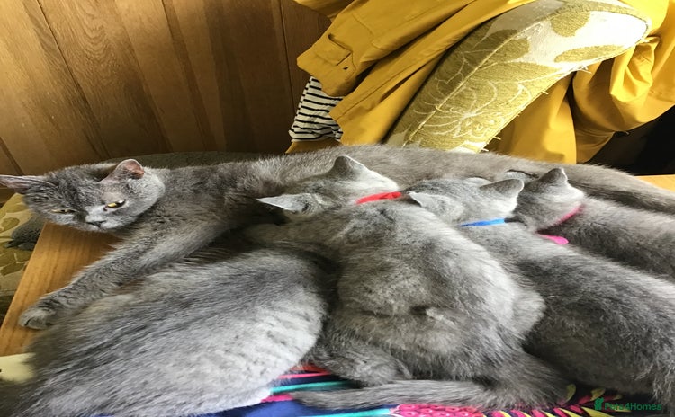 British Shorthair cats - Advert 14