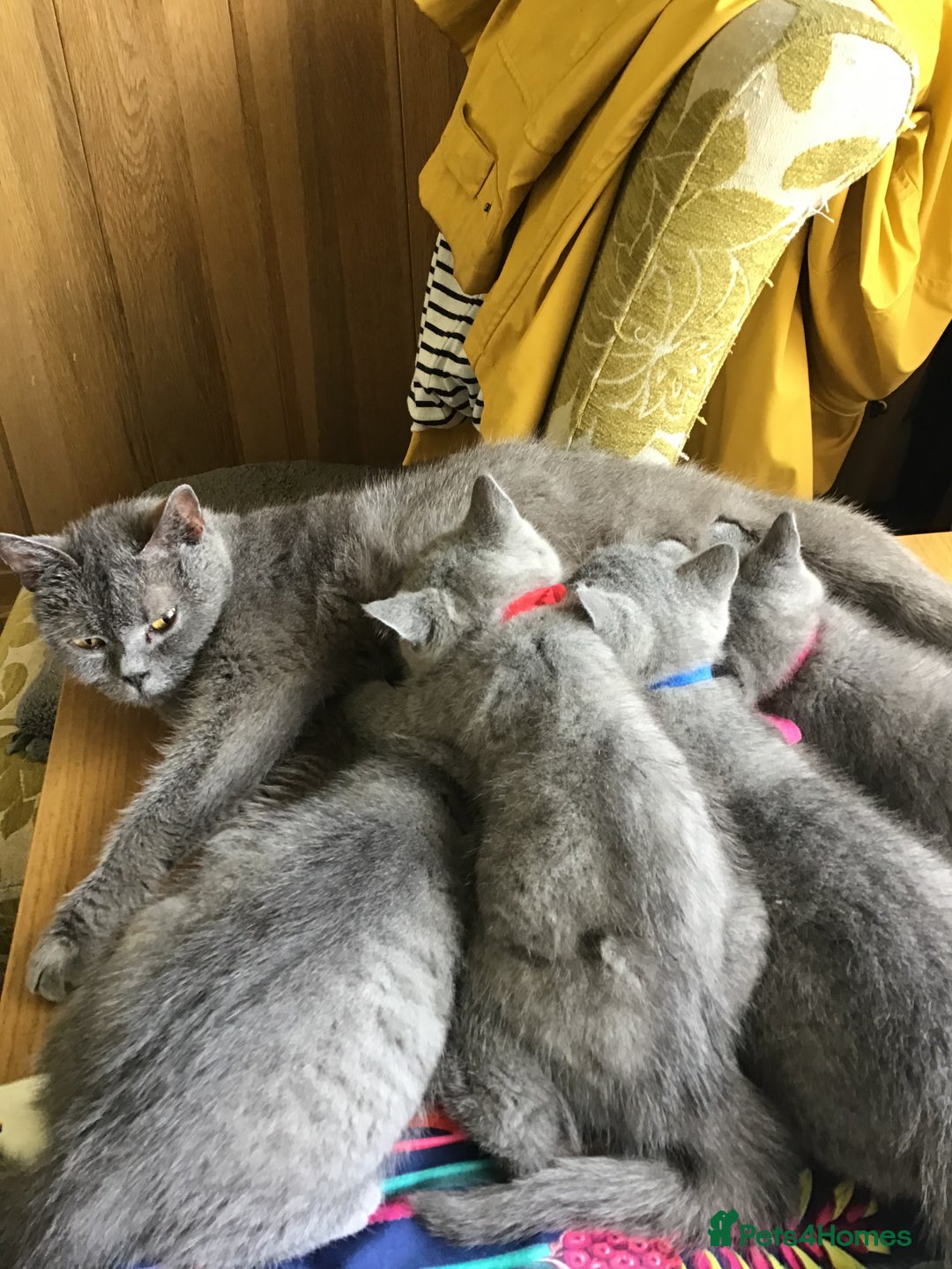 British Shorthair cats for sale: 4 British short hair lilac girls 1 choch torte boy - Image 1