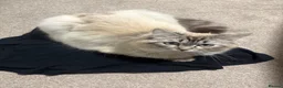 Ragdoll cats for sale: Adult male ragdoll x persian - Advert 3