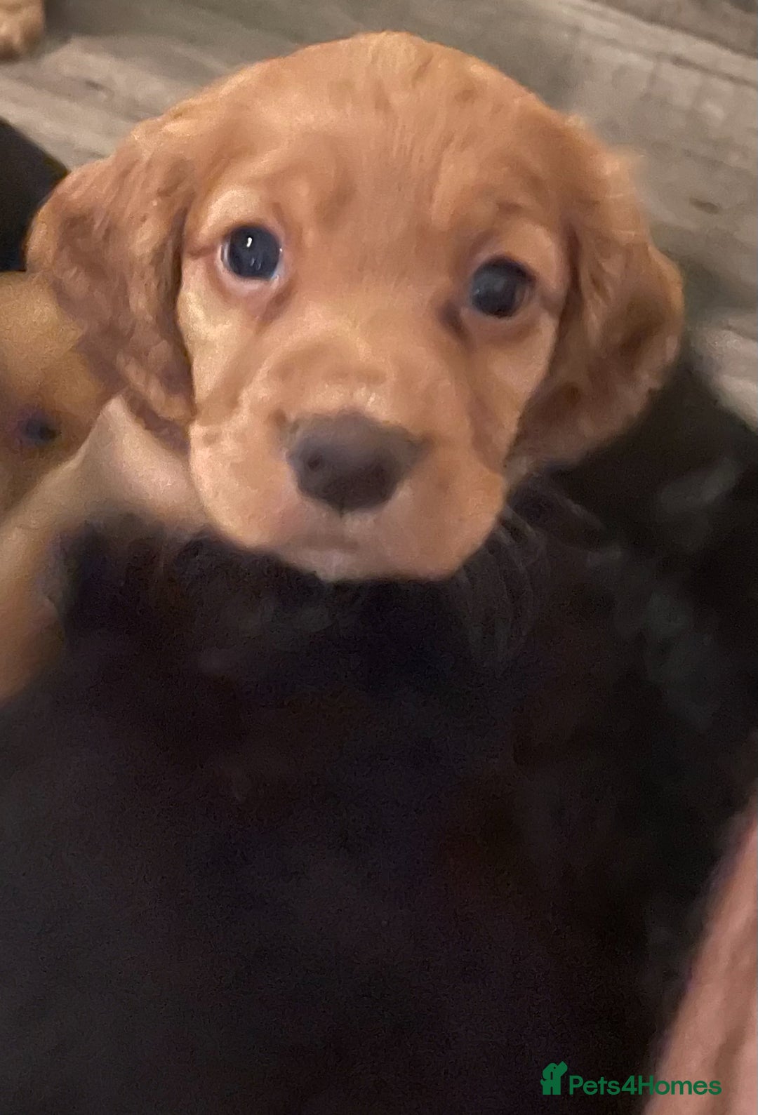 Cocker Spaniel dogs for sale: Cocker Spaniel puppies kennel club registered - Advert 11