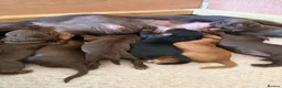 Cocker Spaniel dogs for sale: Stunning pedigree working cocker spaniel puppies  - Advert 5