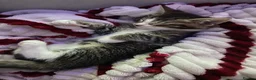 British Shorthair cats for sale: Two Beautiful Boys  - Advert 4