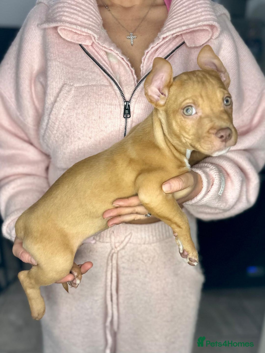 Mixed Breed dogs for sale: Siberian Husky x Pocket Bully's - Advert 2