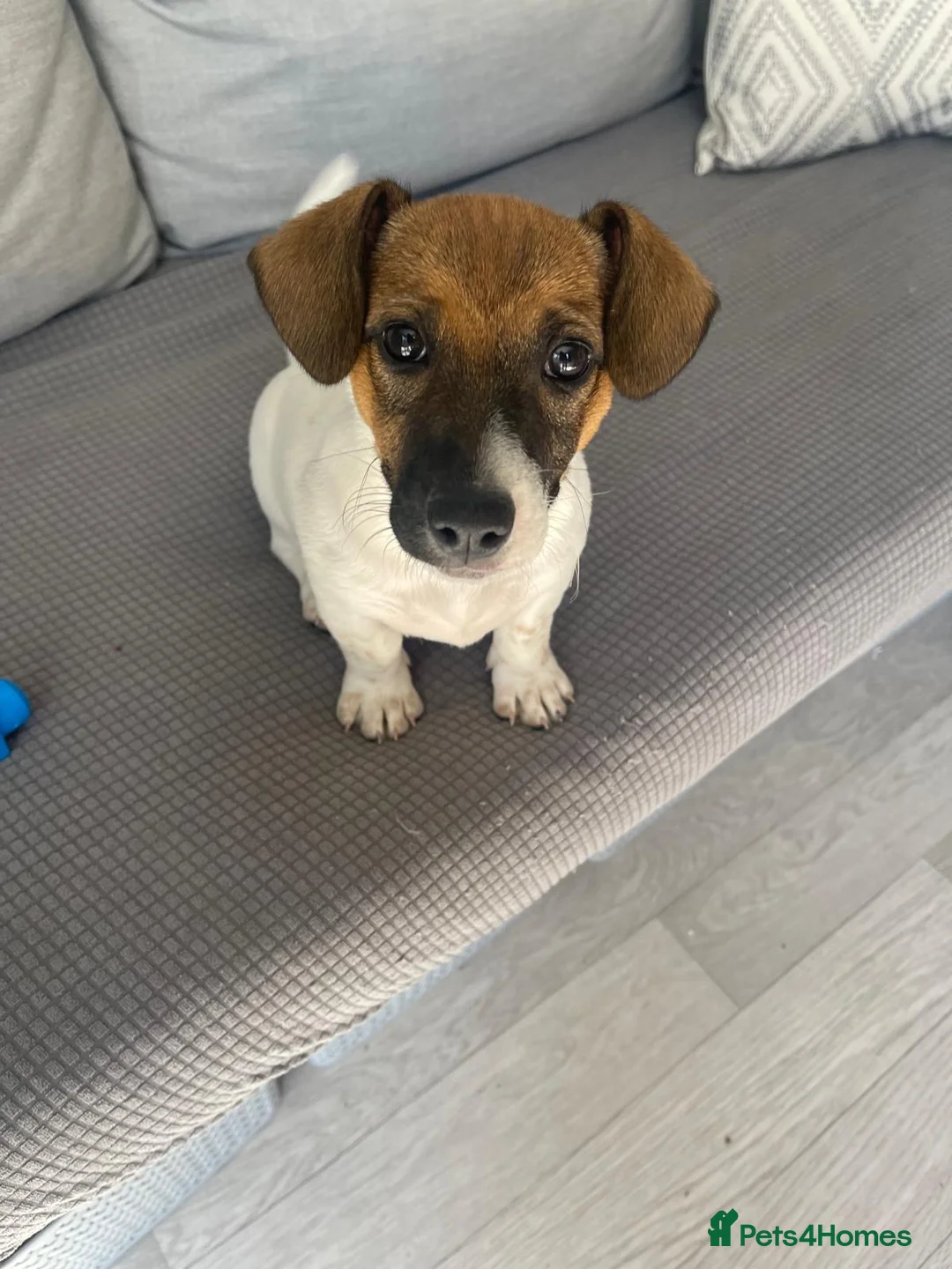 Jack Russell dogs for sale: Brother and sister short legged Jack Russel pups - Advert 2