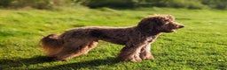 Cockapoo dogs for stud: DNA & BVA Heath Tested Chocolate Cockapoo STUD in Manchester - Advert 2