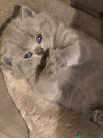 British Shorthair cats - Advert 1