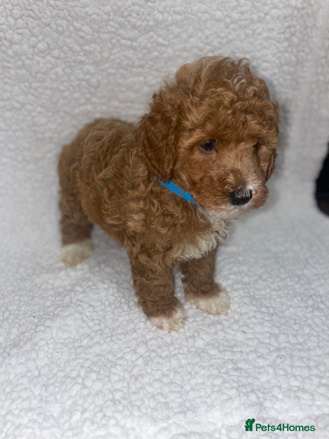 Toy Poodle dogs for sale: Toy poodles  - Image 25