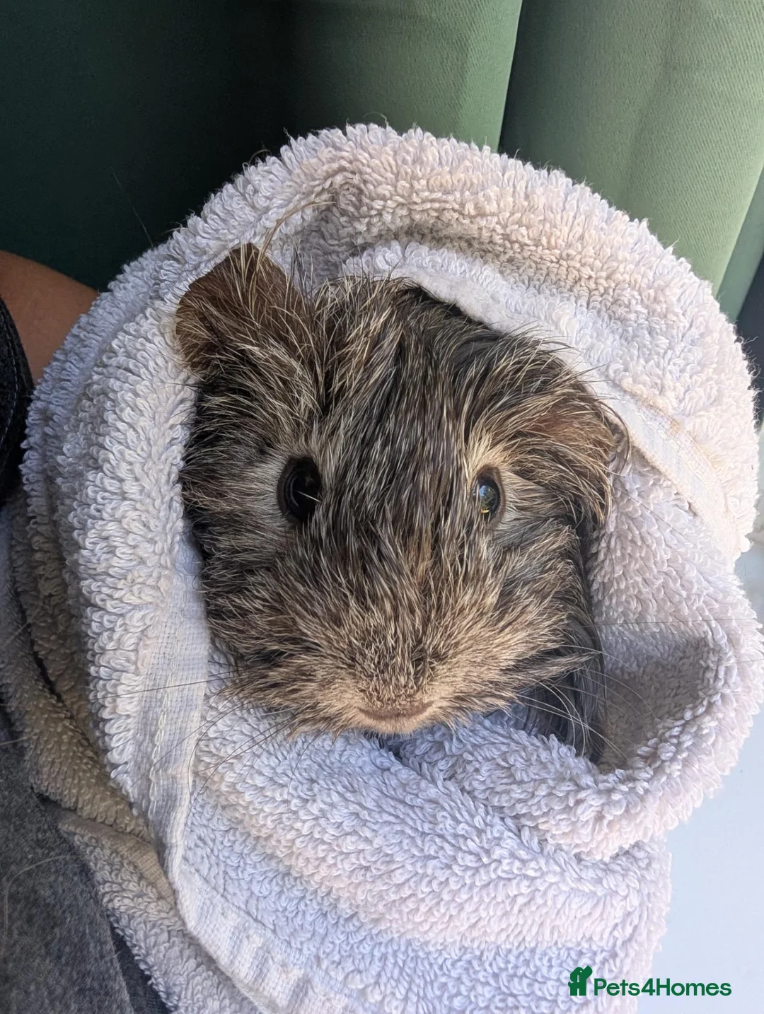 Guinea Pig rodents for sale: 3 female guinea pigs in Mansfield - Advert 4