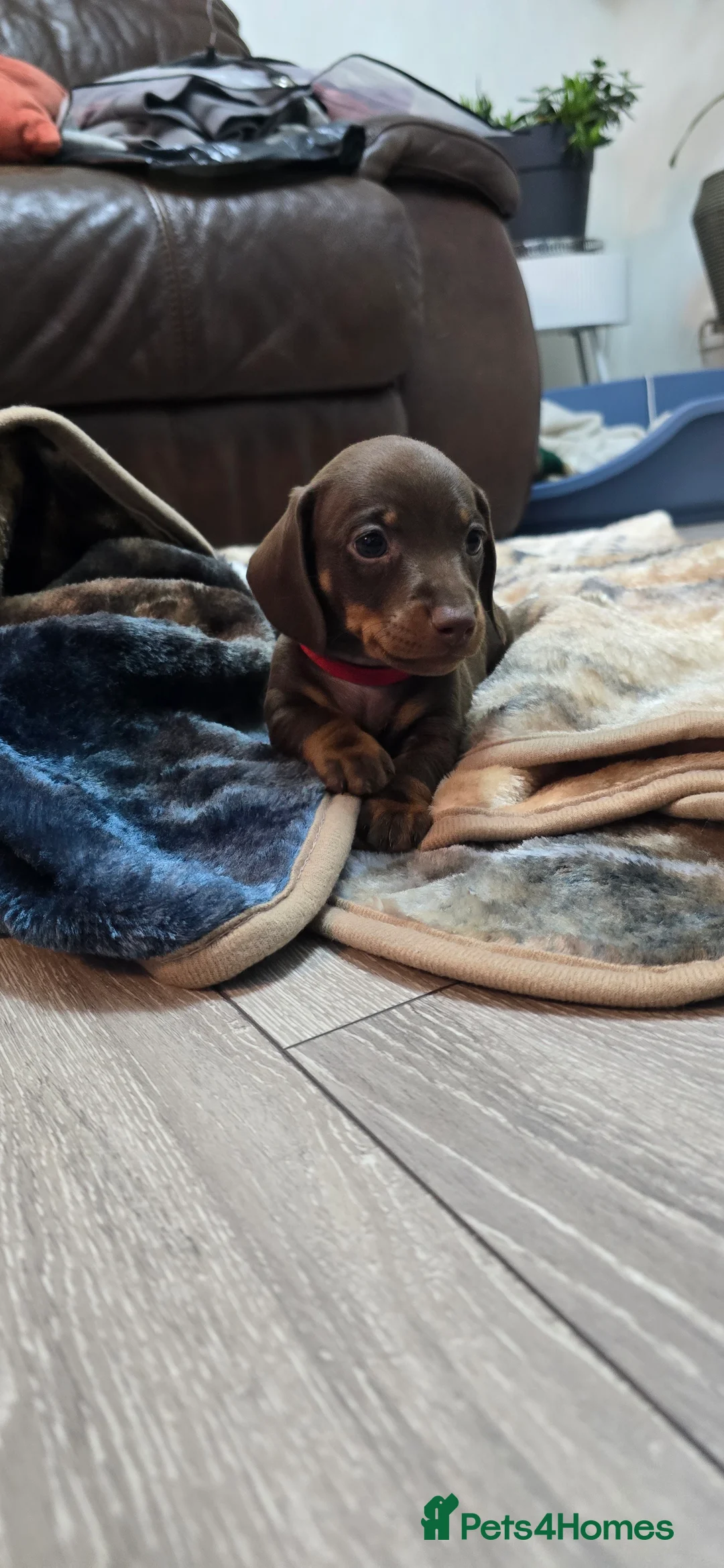 Miniature Dachshund dogs for sale: KC registered miniature Dachshund 🐶  - Advert 4