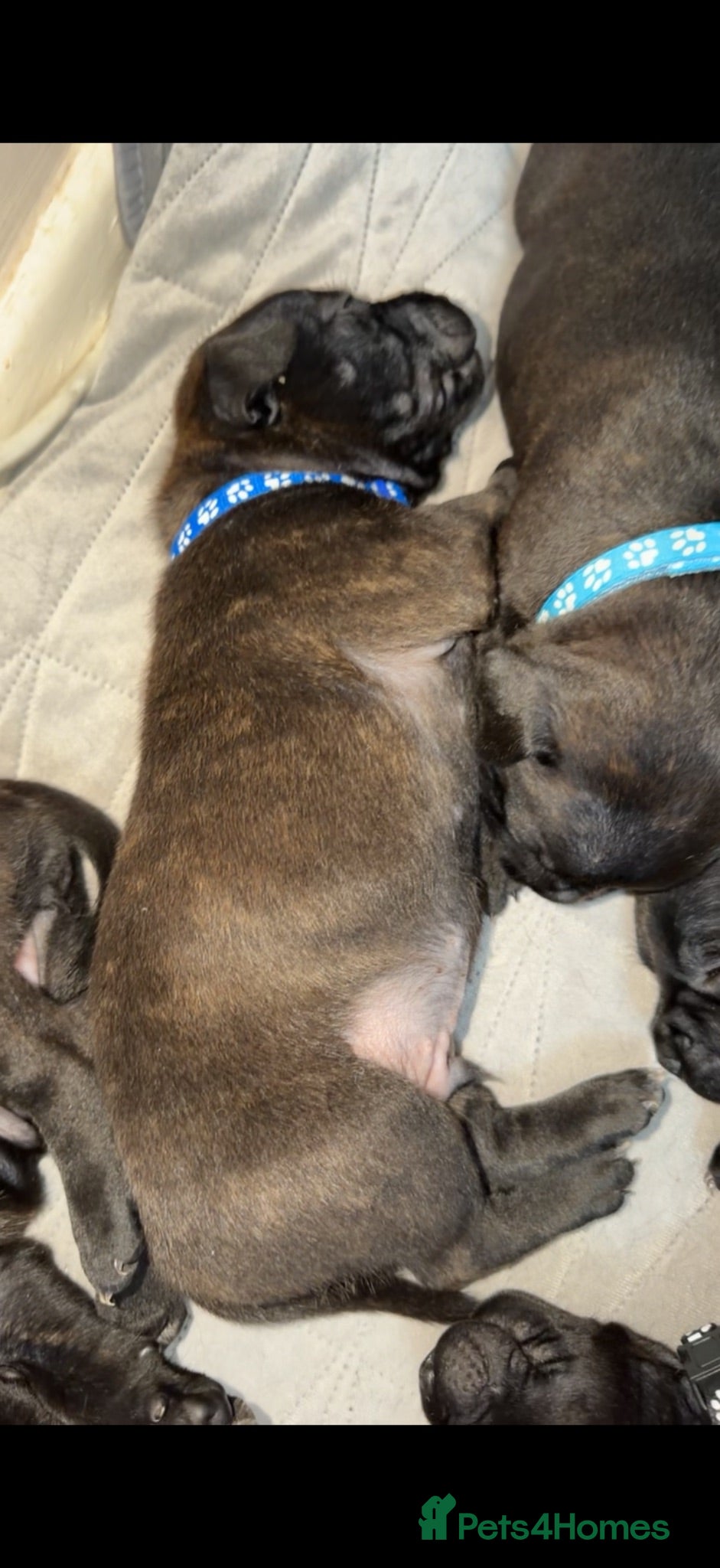 Staffordshire Bull Terrier dogs 1 girl and 5 boy Gorgeous Brindle Staffies left - Advert 2
