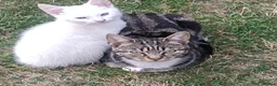 Mixed Breed cats for sale: Beautiful male kitten for sale - Advert 8